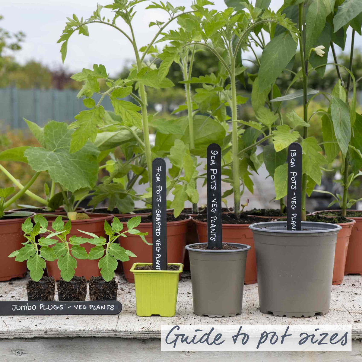 Cordon Tomato 'big Daddy', Beefsteak Up To 425g 9cm Plants | Set of 6