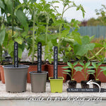 Giant Jalapeno Chilli Plant | 3 x Jumbo Plugs | Green
