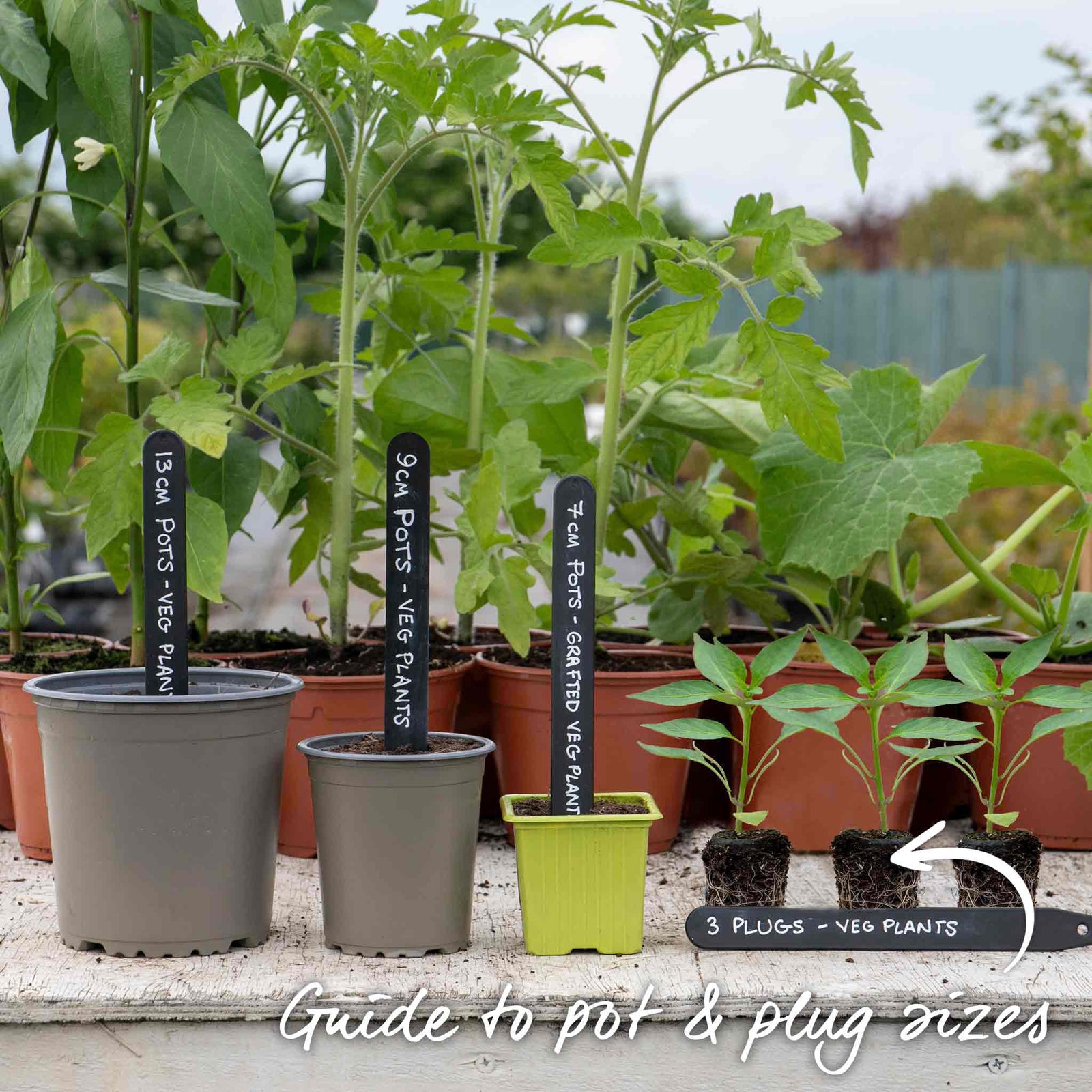 Giant Jalapeno Chilli Plant | 6 x Jumbo Plugs | Green