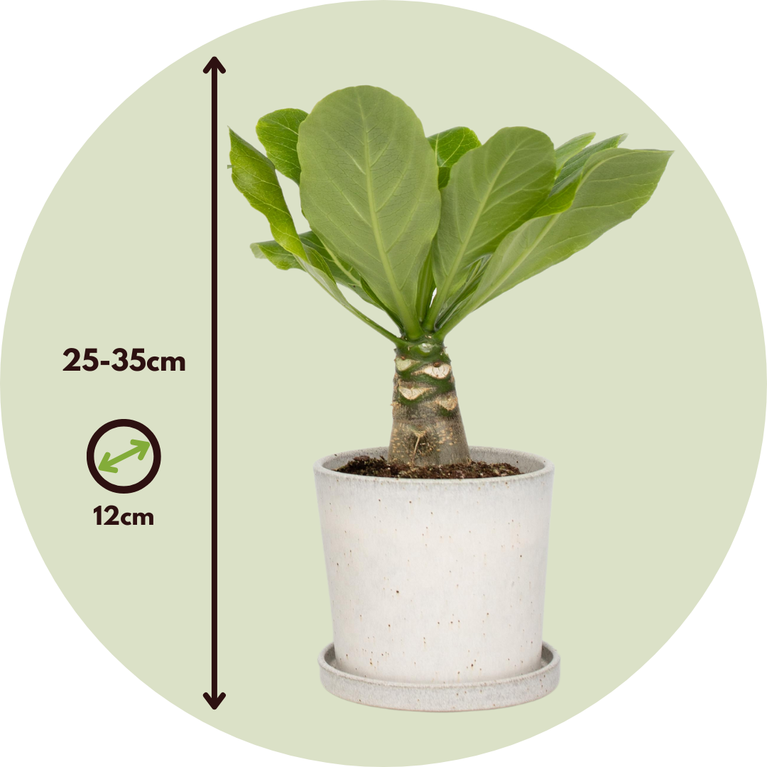 Hawaii Palm - 2 Pcs. - Brighamia 'insignis' - Height 25-35cm - ⌀12cm | Set of 2 | Green