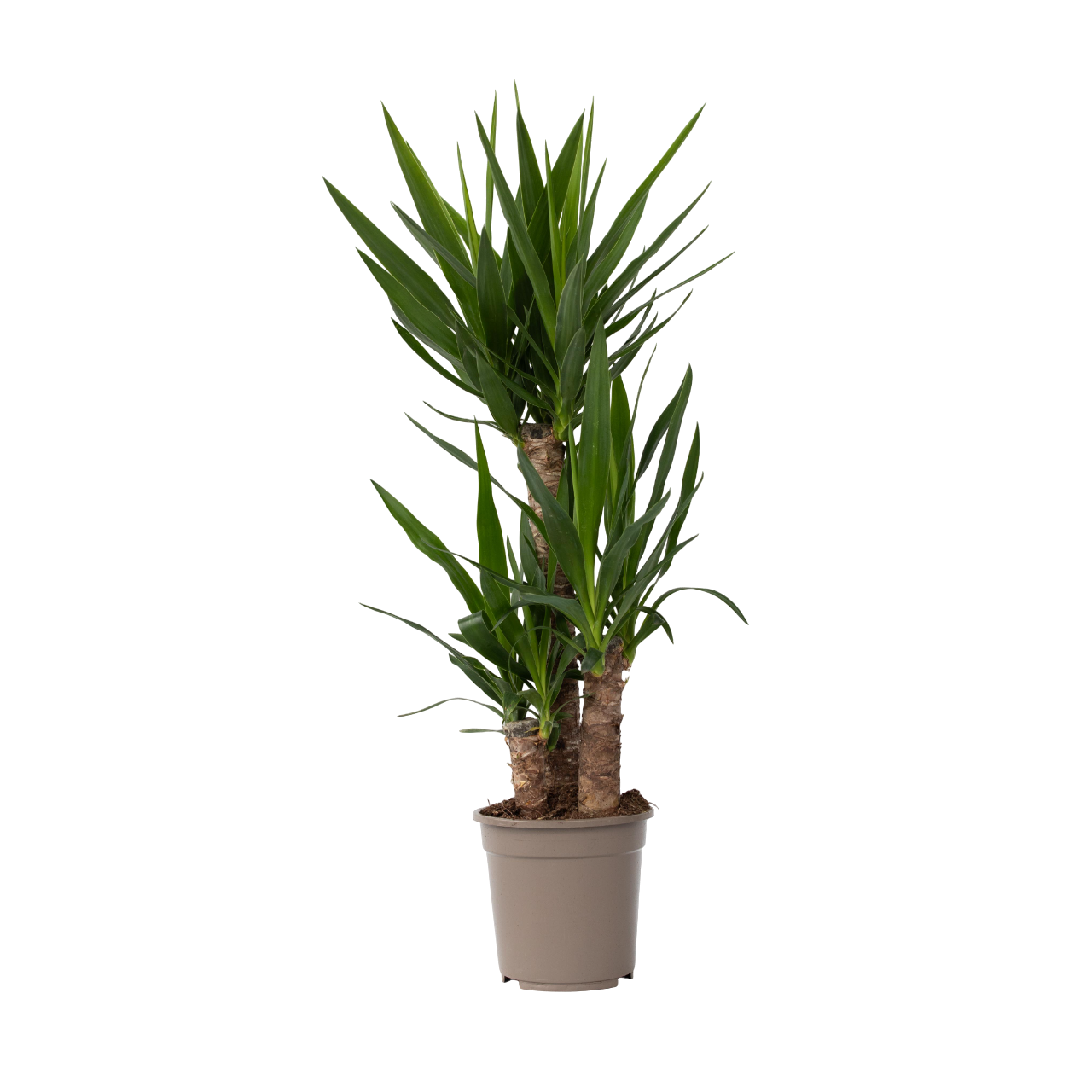 Common Yucca - Yucca Elephantipes - Height 70-80cm - ⌀21cm | Set of 1 | Green