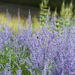 Hayloft Perovskia 'Blue Spire' -  9cm Pot