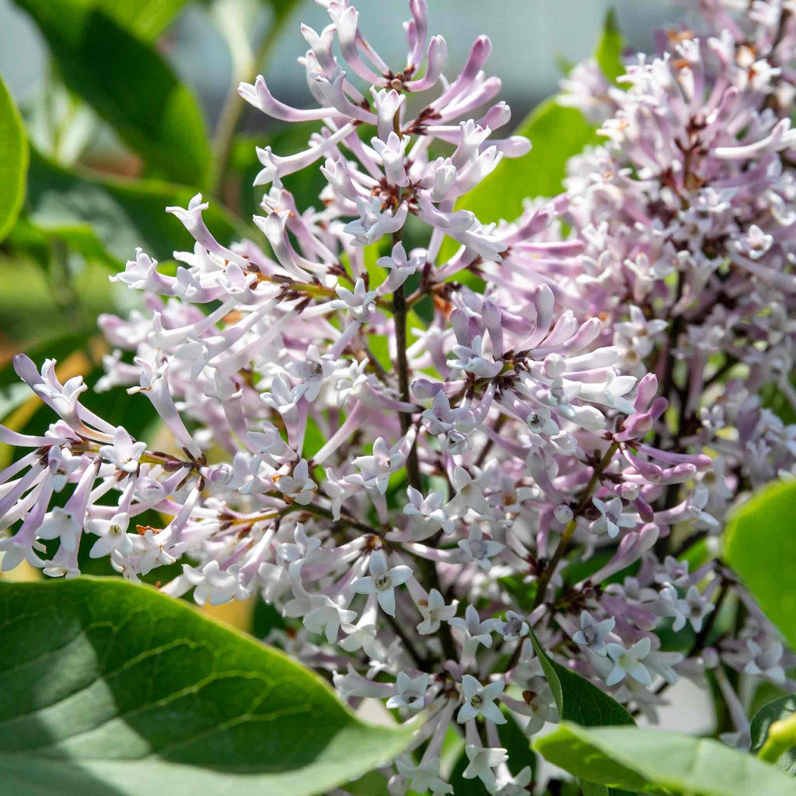 Syringa Patula 'miss Kim' Fragrant Lilac Shrub | 1 x 3L | Purple