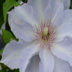 Clematis Tranquilite - Compact And Manageable - 1 x 7cm pots
