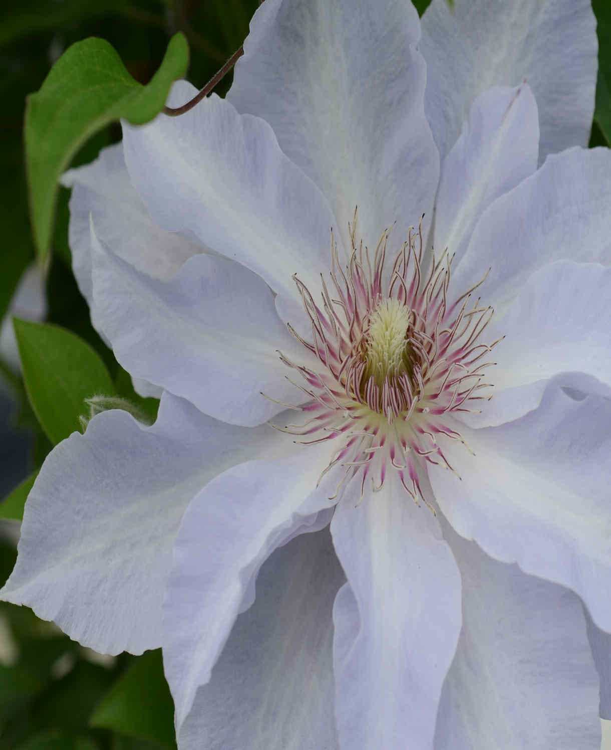 Clematis Tranquilite - Compact And Manageable - 1 x 7cm pots
