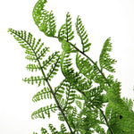 6 X 50cm Southern Wood Fern Bush Dark Green Plant