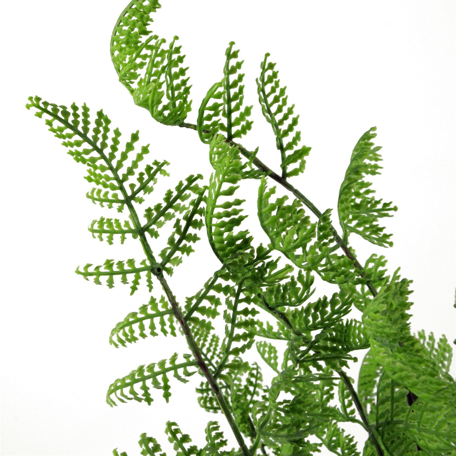 6 X 50cm Southern Wood Fern Bush Dark Green Plant