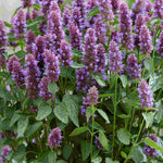 Hayloft Agastache Beelicious Purple - 9cm pots
