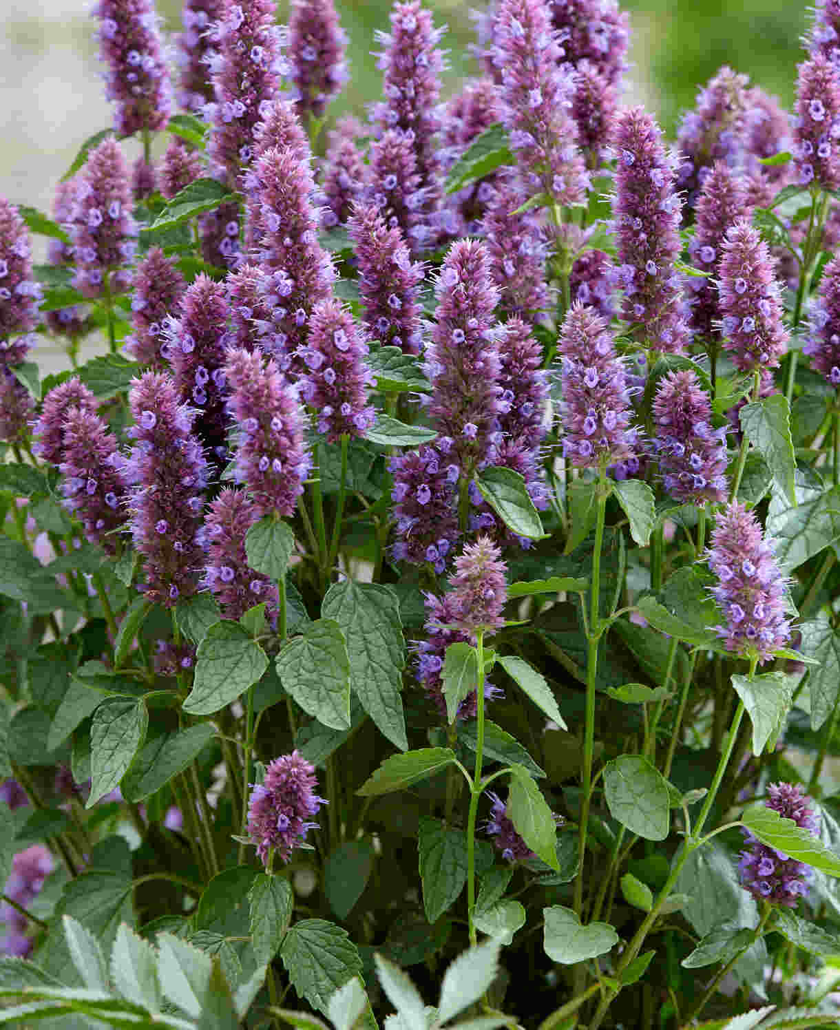 Hayloft Agastache Beelicious Purple - 9cm pots