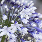 Agapanthus Fireworks - Two Tone African Lily - 9cm Pot | 3 x 9cm | Blue & White