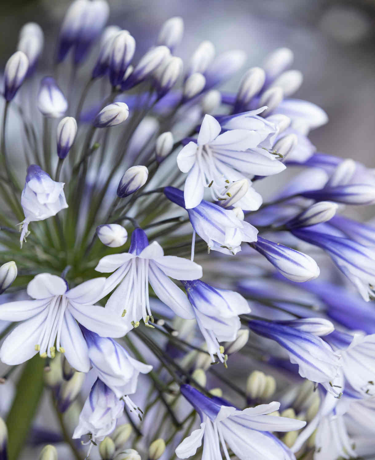 Agapanthus Fireworks - Two Tone African Lily - 9cm Pot | 3 x 9cm | Blue & White