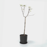 Apple Tree - Malus Domestica 'elstar' - Height 90-100cm - ⌀21cm