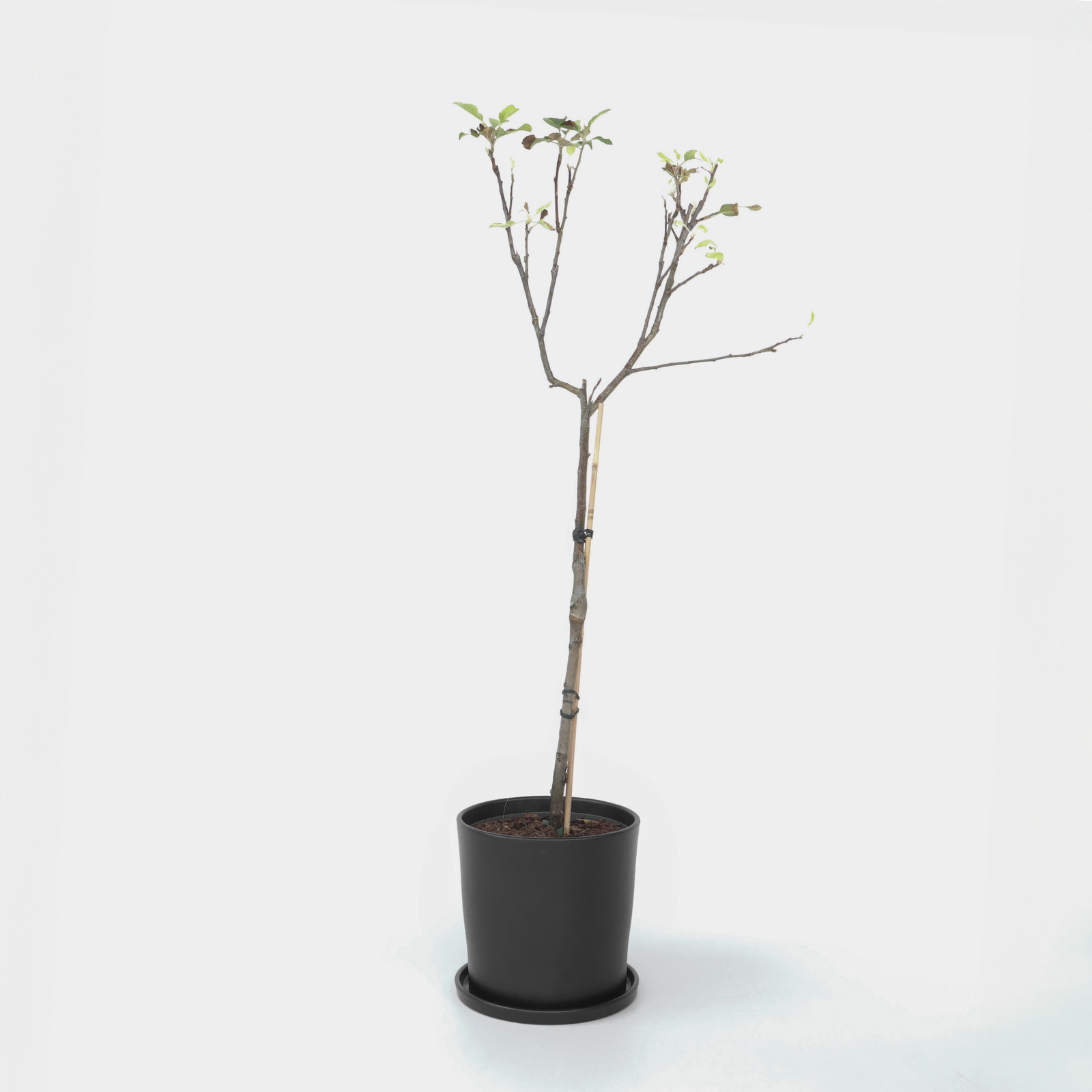 Apple Tree - Malus Domestica 'elstar' - Height 90-100cm - ⌀21cm