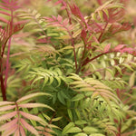Sorbaria Sorbifolia Sem Golden Garden Shrubs Pack Of 3