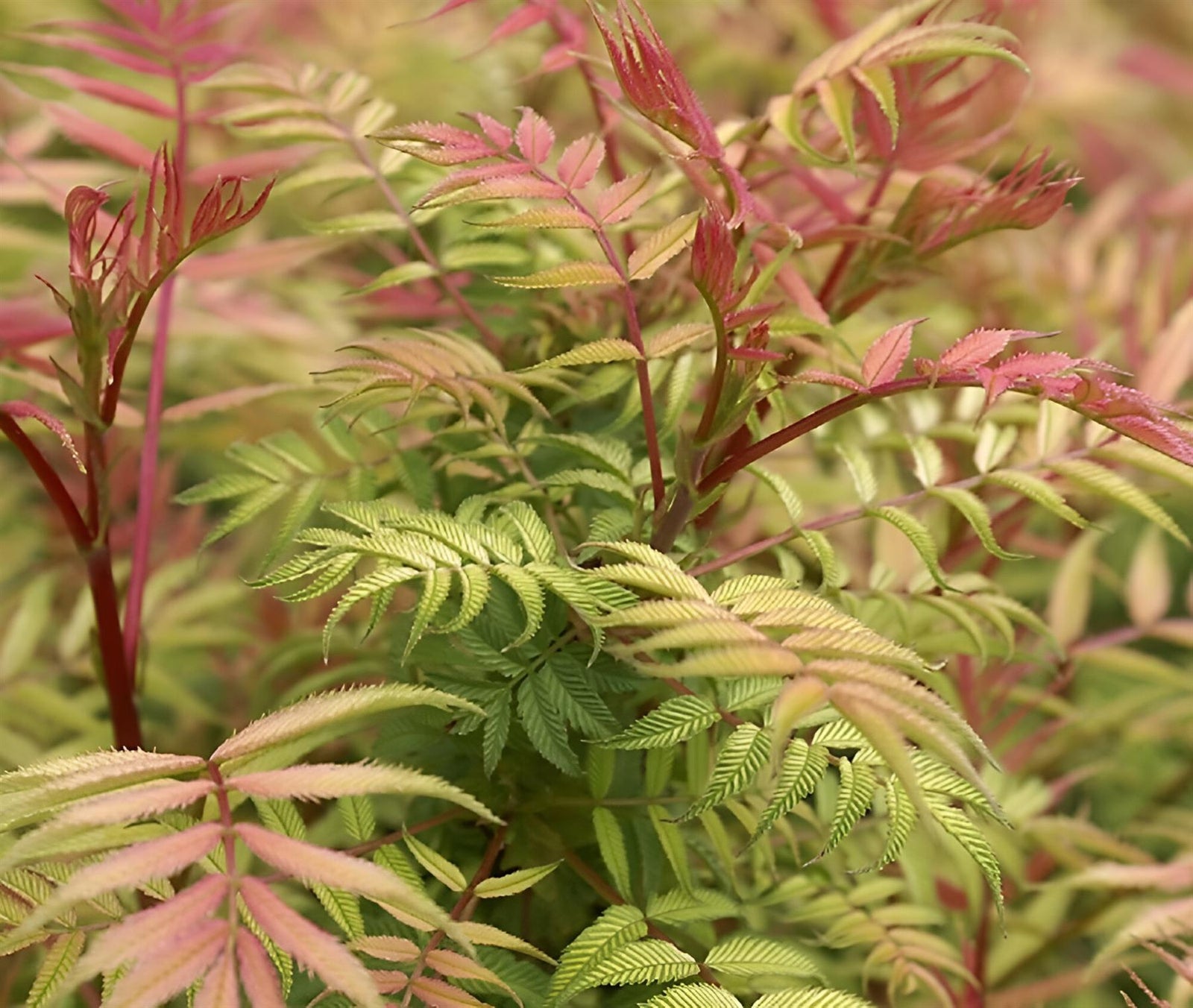 Sorbaria Sorbifolia Sem Golden Garden Shrubs Pack Of 3