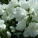 Direct Plants Philadelphus Virginal Mock Orange Shrub Large 3-4ft Supplied In A 3 Litre Pot