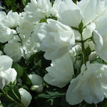 Philadelphus Virginal Mock Orange Shrub Large 3-4ft Supplied In A 3 Litre Pot
