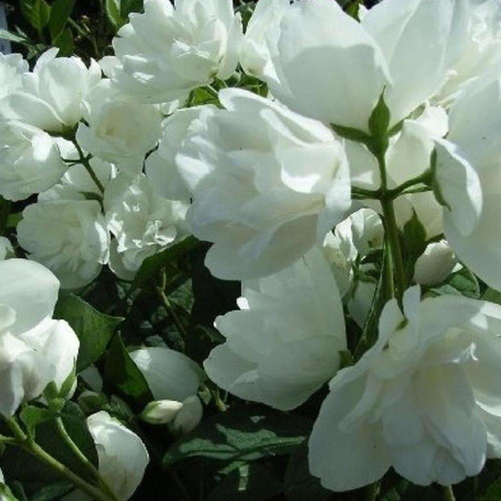 Philadelphus Virginal Mock Orange Shrub Large 3-4ft Supplied In A 3 Litre Pot