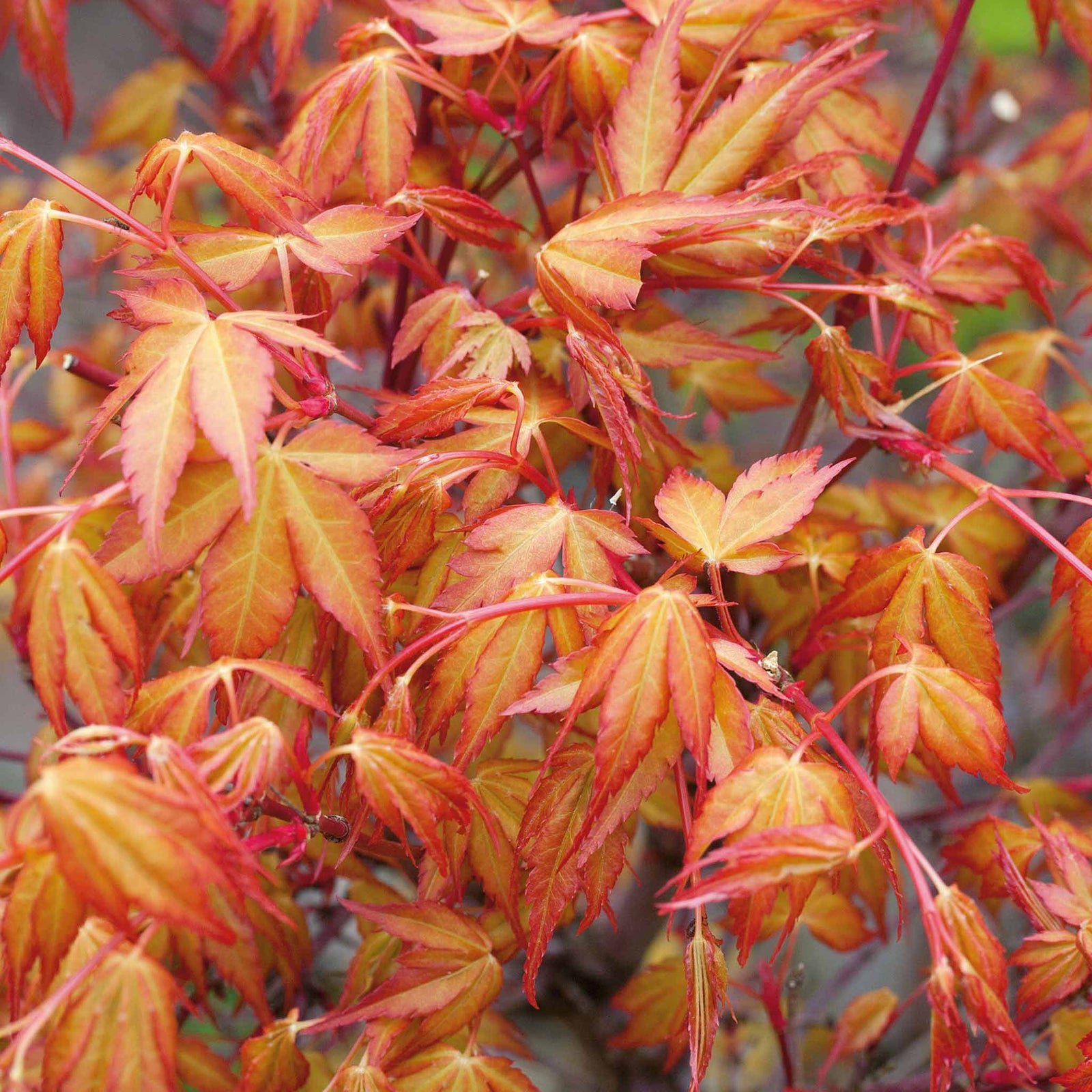 Acer Palmatum 'katsura' Japanese Maple - Ornamental | 1 x 7.5L