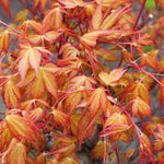 Acer Palmatum 'katsura' Japanese Maple - Ornamental | 1 x 9cm