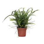 Sword Fern - Nephrolepis 'duffii' - Height 25-40cm - ⌀12cm | Set-of-1 | Green