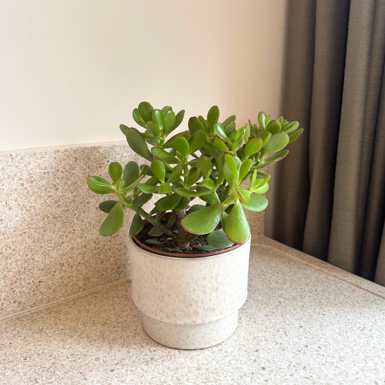 Jade Plant - Crassula Ovata 'minor' - Height 30-35cm - ⌀17cm | Set of 1 | Green