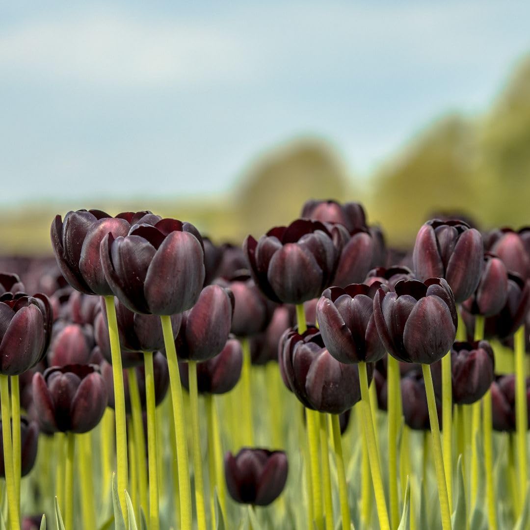 Tulip Black Satin Bulbs | 16 x Bulbs