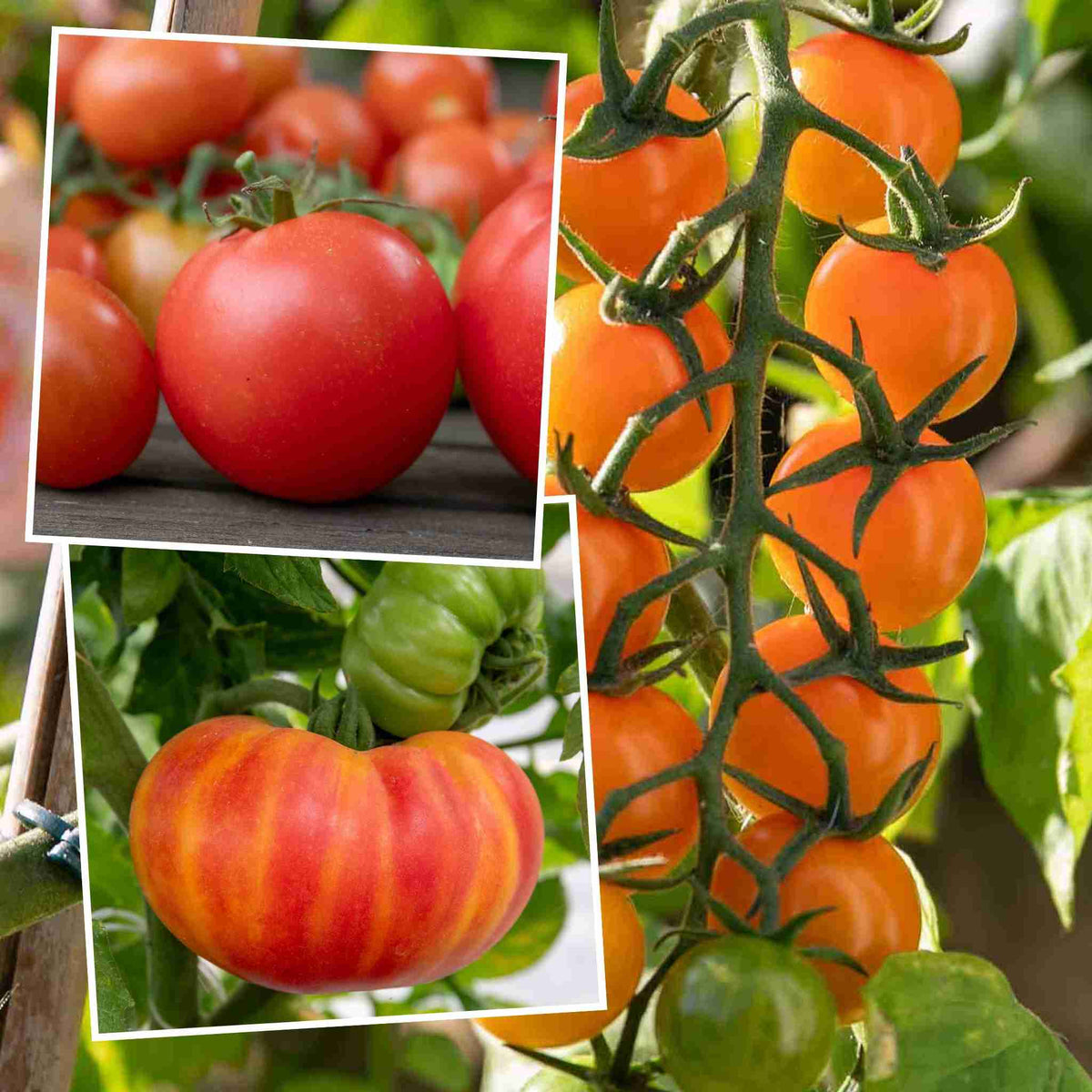 Tomato Sweetest Collection: Sungold, Buffalosun & Shirley 9cm Plants | Set of 6 | Red