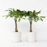 Money Tree Plant - 2 Pcs. - Pachira Aquatica - Height 60-70cm - ⌀17cm | Set-of-2 | Green