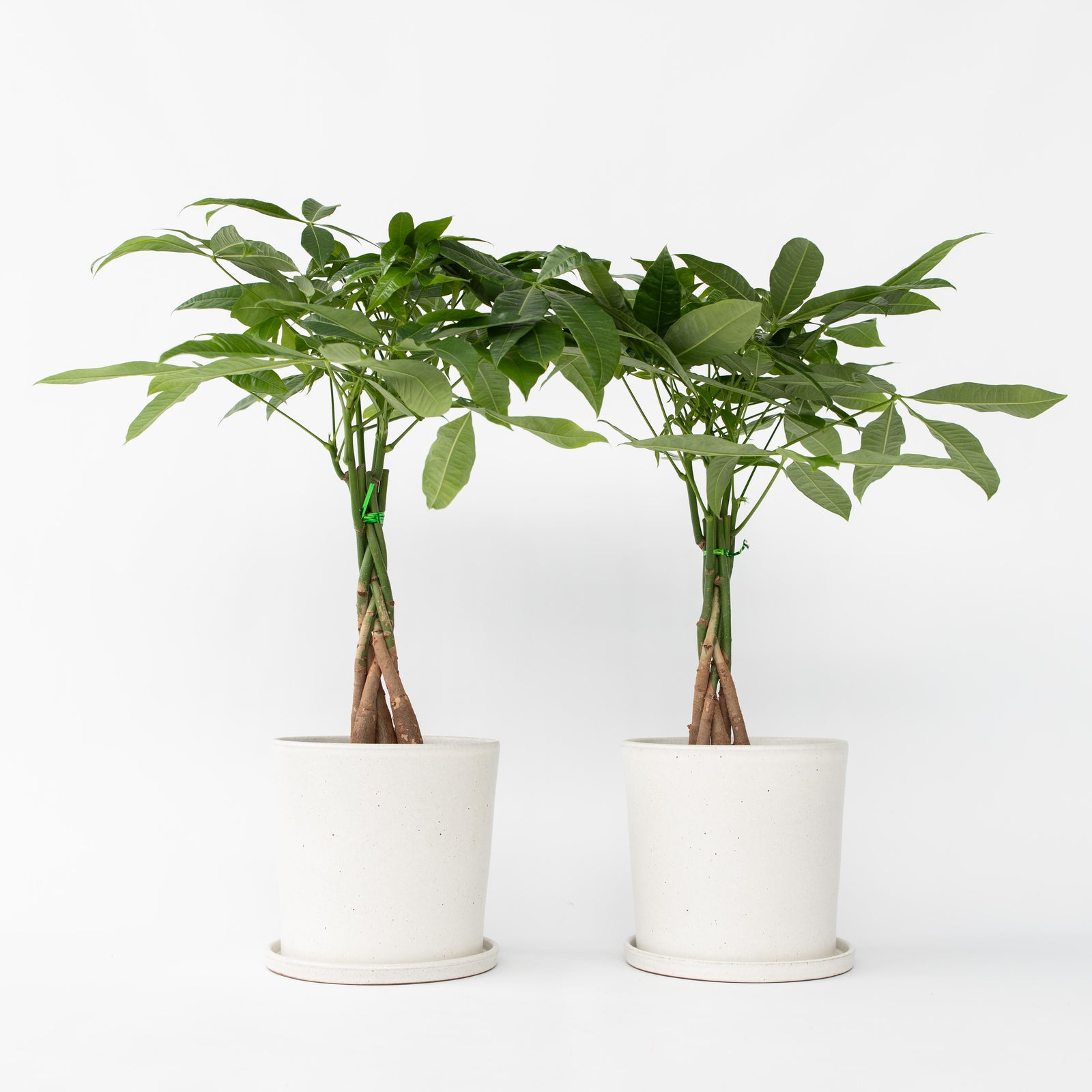 Money Tree Plant - 2 Pcs. - Pachira Aquatica - Height 60-70cm - ⌀17cm | Set-of-2 | Green