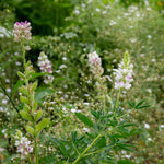 Pink Fairy Lupin  Fragrant Annual, Seeds | 40 Seeds
