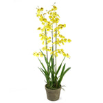 Artificial Orchid Yellow In Stoneware Planter Botanik