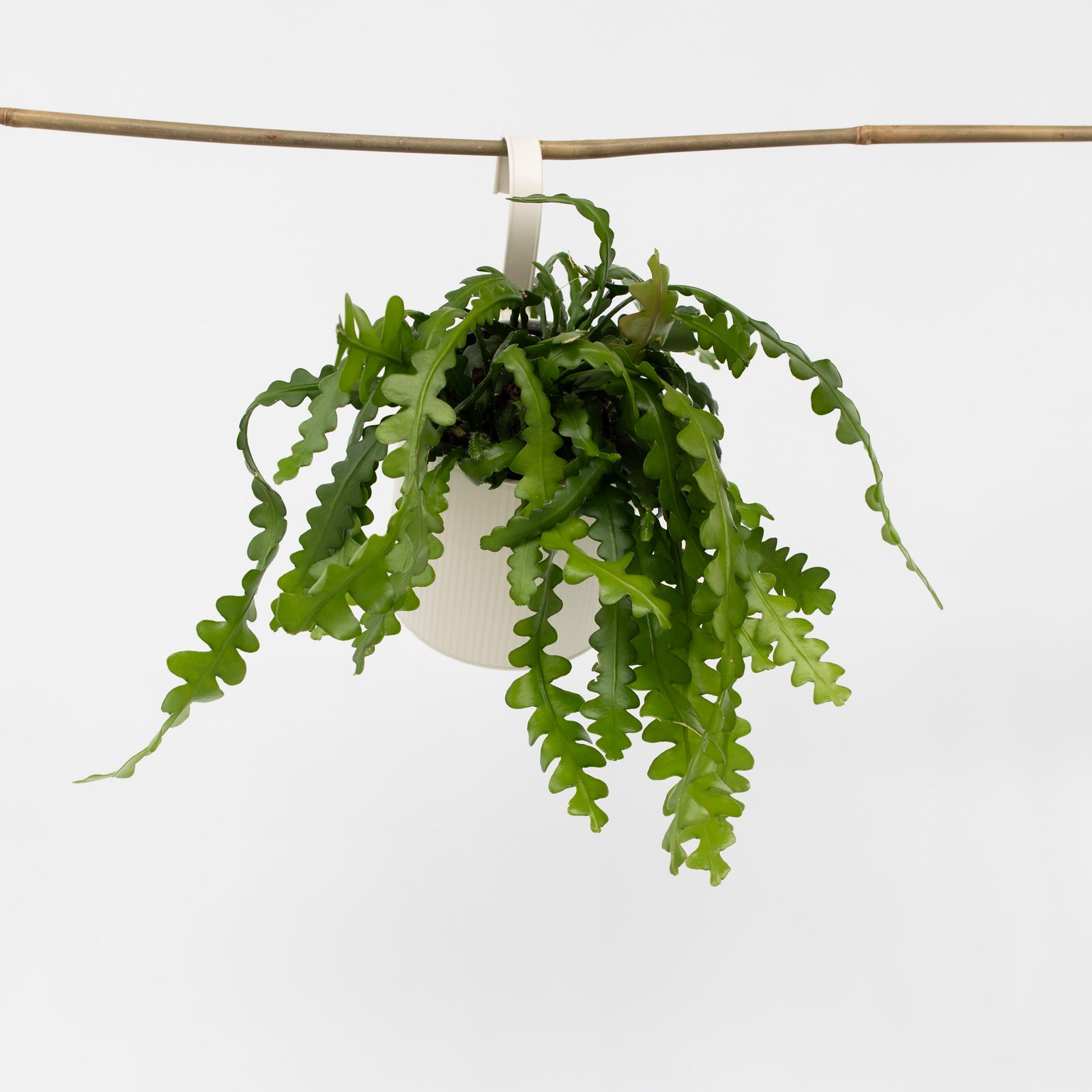 Orchid Cactus - Epiphyllum 'anguliger' - Height 30-40cm - ⌀15cm | Set-of-1 | Green