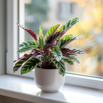 Rattlesnake Plant - 2 Pcs. - Goeppertia Insignis - Height 30-40cm - ⌀12cm | Set of 2 | Green