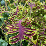 Coleus Skeletal - Maroon & Lime Ferny Foliage | 12 x Plug Plants