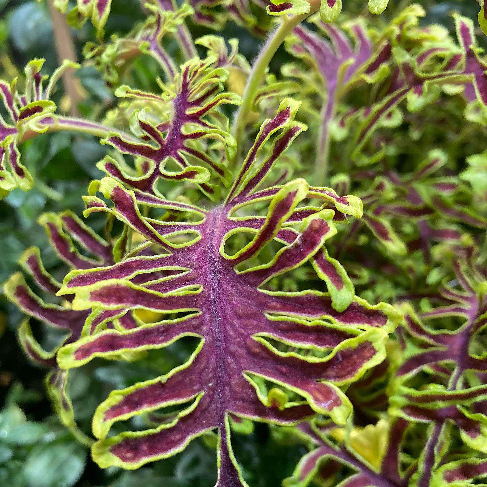 Coleus Skeletal - Maroon & Lime Ferny Foliage | 12 x Plug Plants