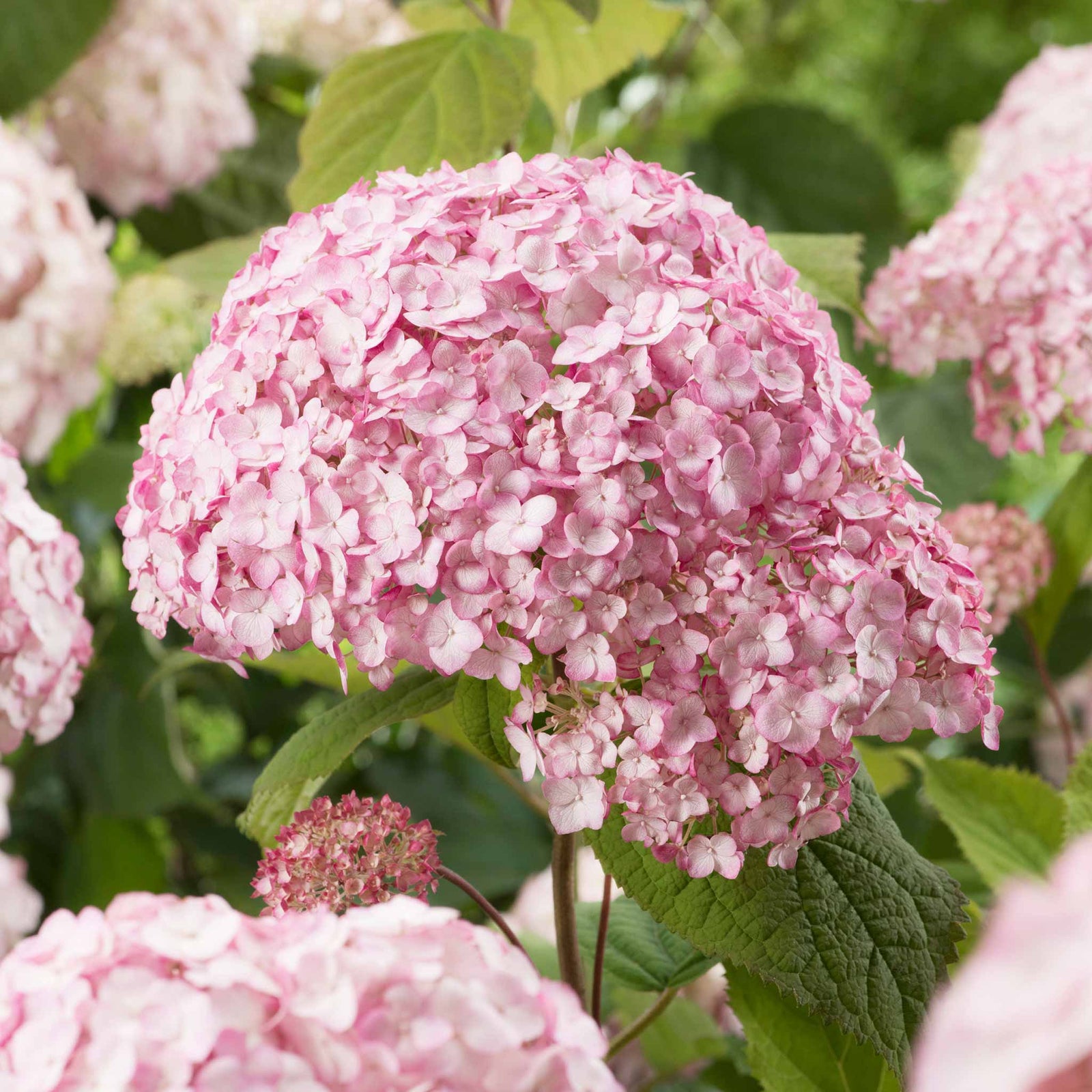 Hydrangea 'candybelle Bubblegum' Pink Flowering Shrub | 1 x 3L | Pink
