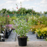 Salvia 'hot Lips' Bee-attracting Perennial | 6 x Jumbo Plugs | Red