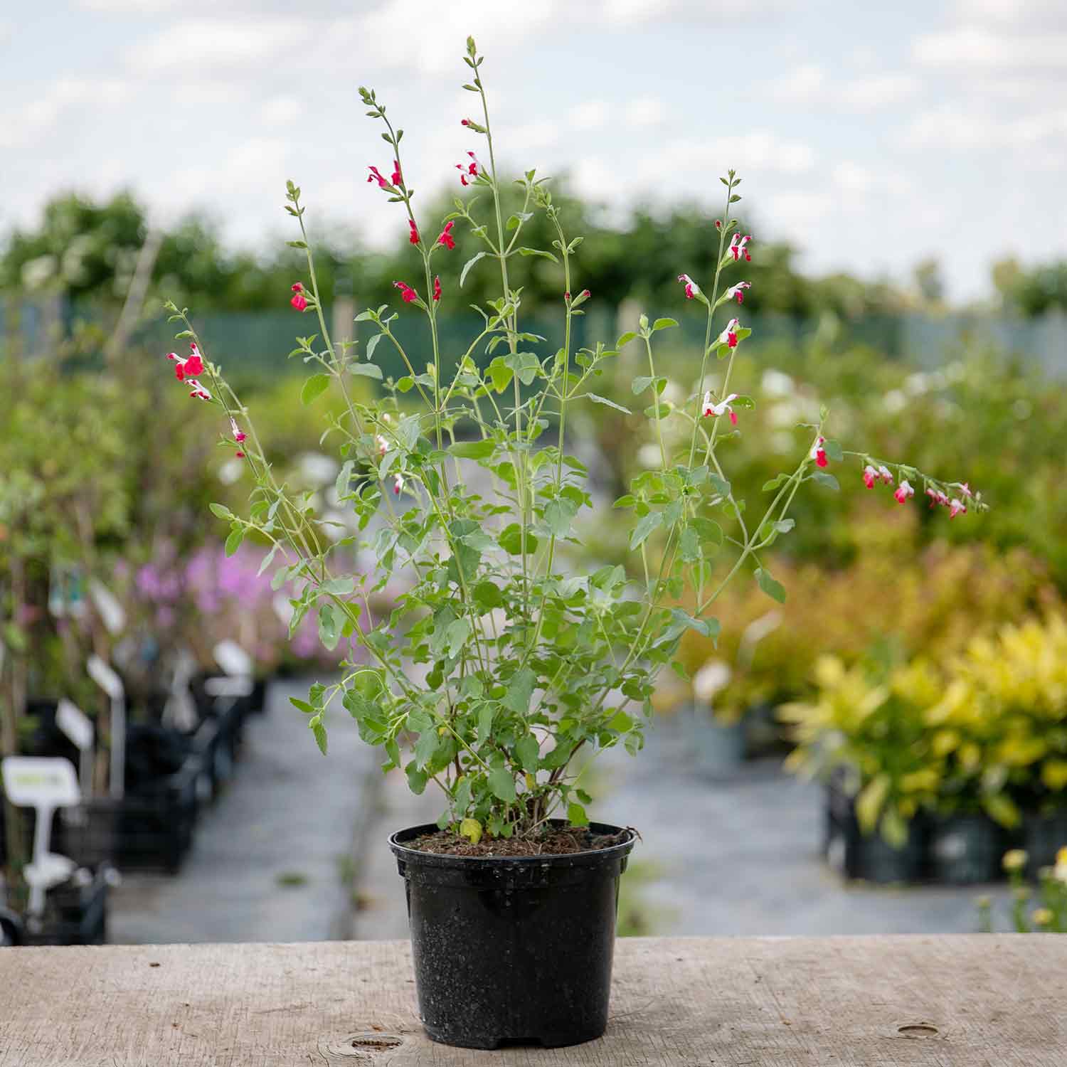 Salvia 'hot Lips' Bee-attracting Perennial | 3 x Jumbo Plugs | Red