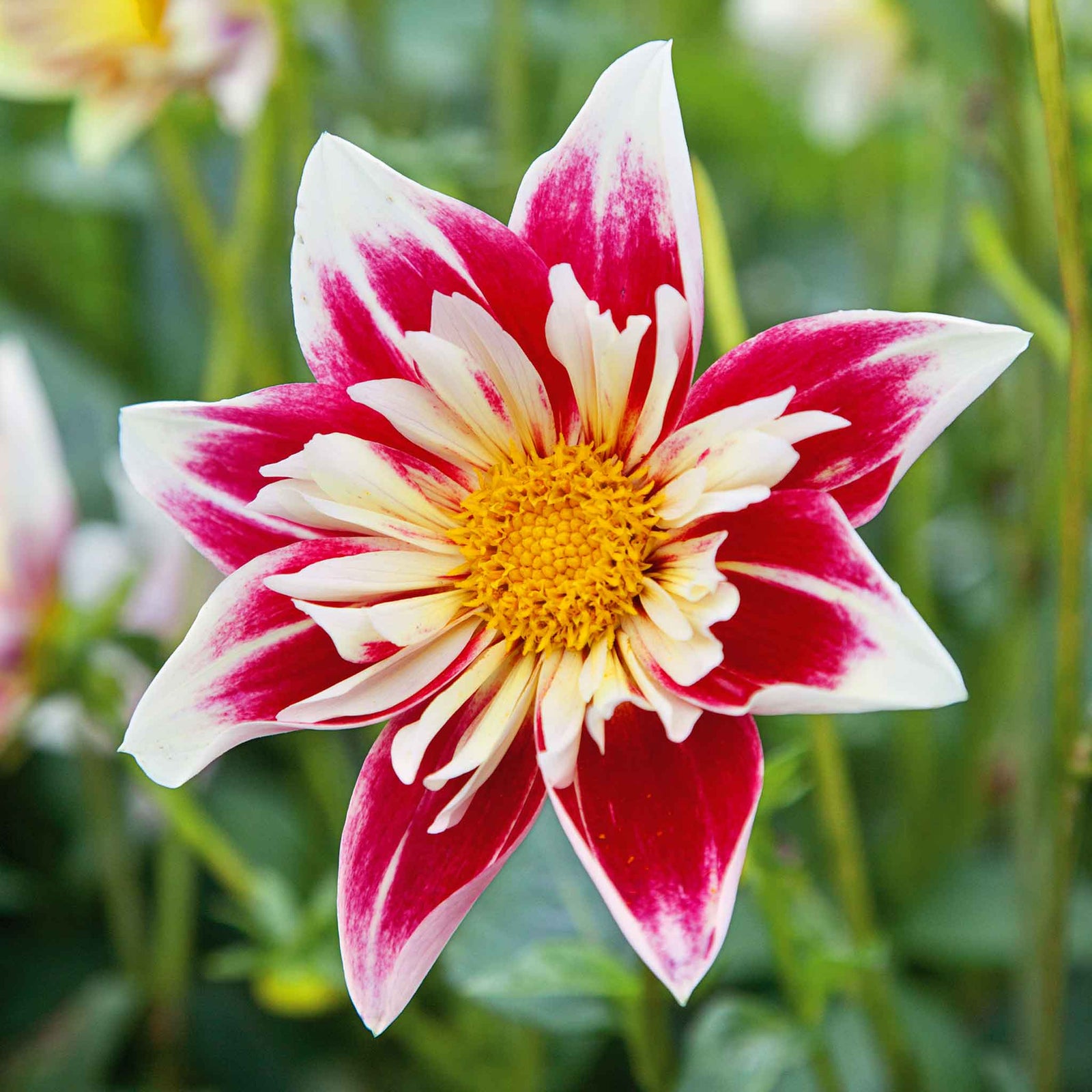 Dahlia Fashion Monger Tuber | 1 x Bulb | Pink & White