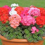 Geranium Jackpot | Set of 42