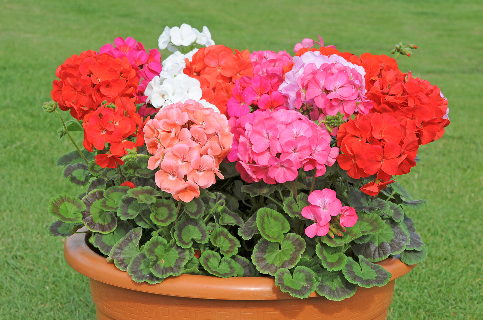 Geranium Jackpot | Set of 42