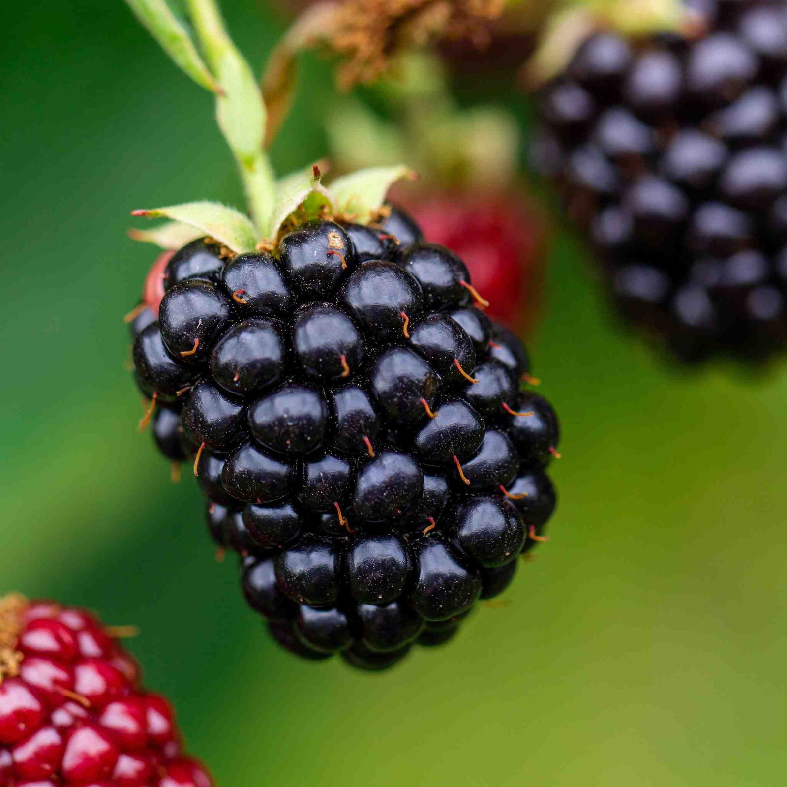 Blackberry Plant 'chester Thornless' 2l | 1 x 2L | Multi