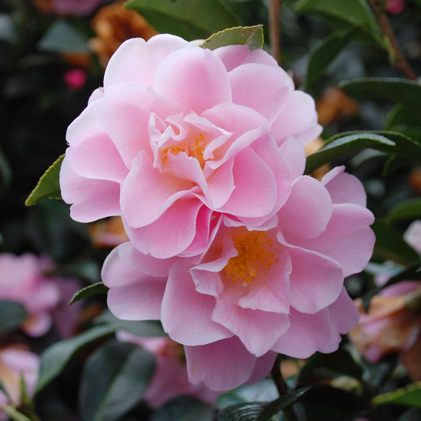 Camellia 'congratulations' - Pink Double Flowers, Hardy Shrub | 1 x 9cm | Pink