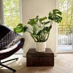 Swiss Cheese Plant - Monstera Deliciosa - Height 70-80cm - ⌀21cm | Set of 1 | Green