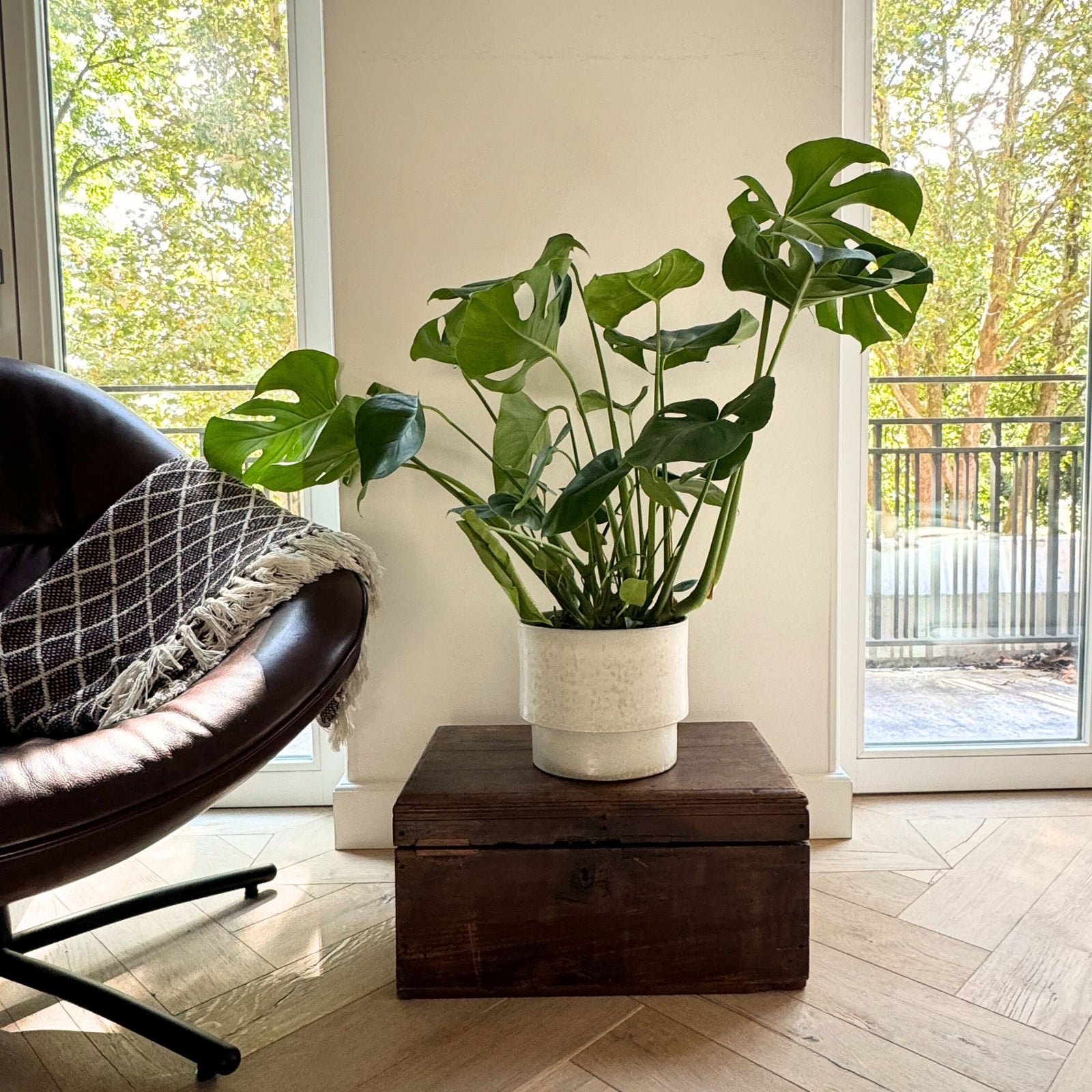 Swiss Cheese Plant - Monstera Deliciosa - Height 70-80cm - ⌀21cm | Set of 1 | Green
