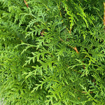 Direct Plants Thuja Plicata Gelderland Western Red Cedar 2-3ft Pack Of 10 Supplied In 2/3 Litre Pots