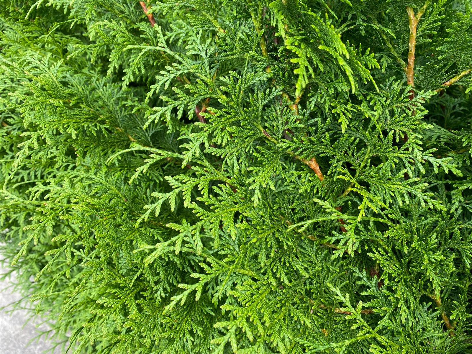 Direct Plants Thuja Plicata Gelderland Western Red Cedar 2-3ft Pack Of 10 Supplied In 2/3 Litre Pots