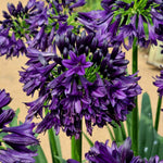 Agapanthus 'blackjack' – Rhs Chelsea Plant Of The Year 2023 | Set of 3