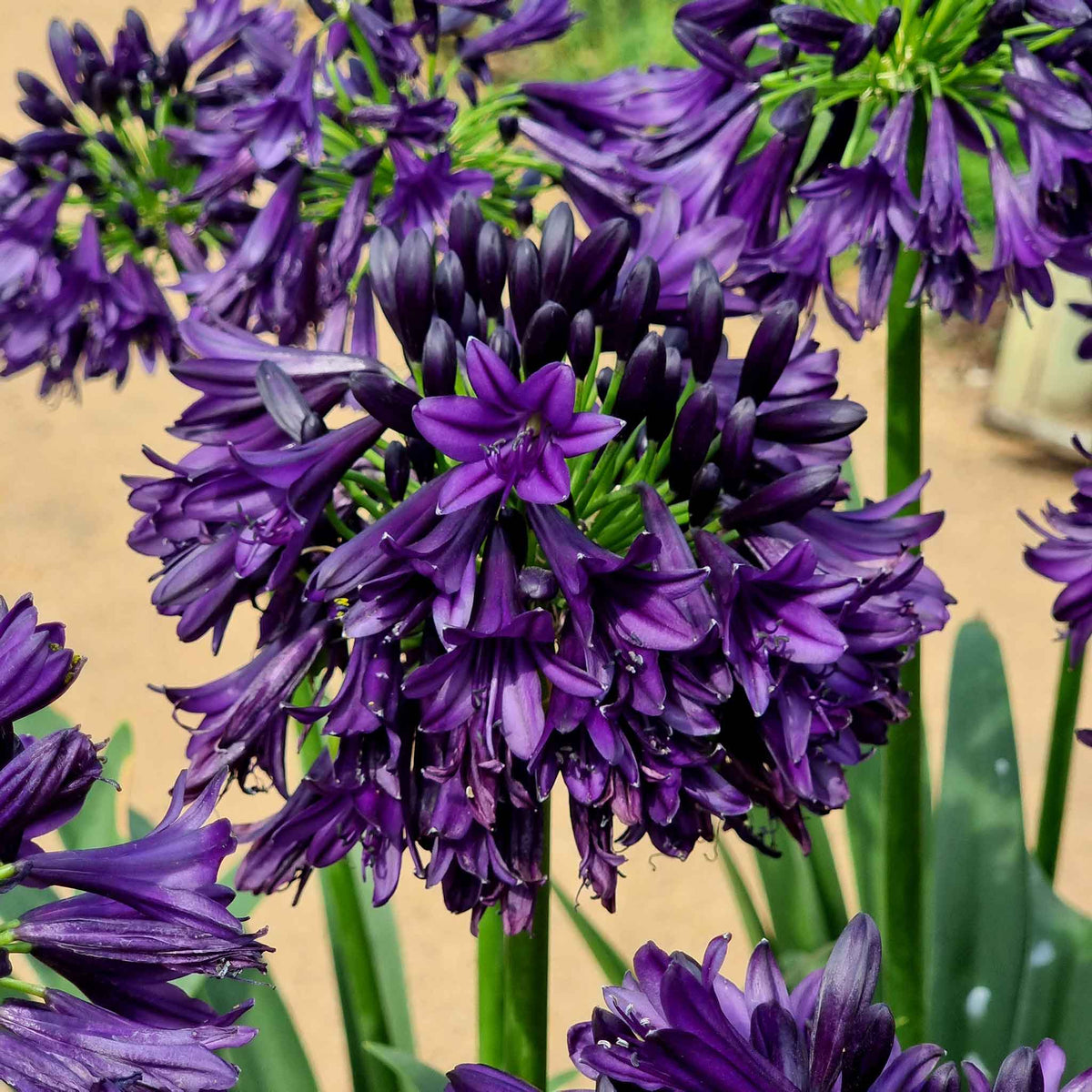 Agapanthus 'blackjack' – Rhs Chelsea Plant Of The Year 2023 | Set of 3